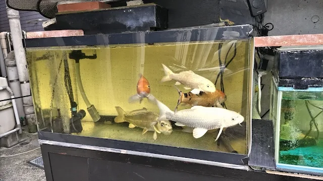 鯉