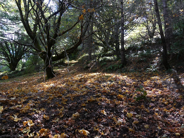 old road cut under lots of new fallen leaves