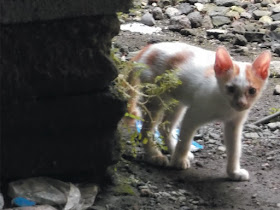 Foto-Foto Anak Kucing Lucu di Luar Jendela Kamar Kost Gue 14
