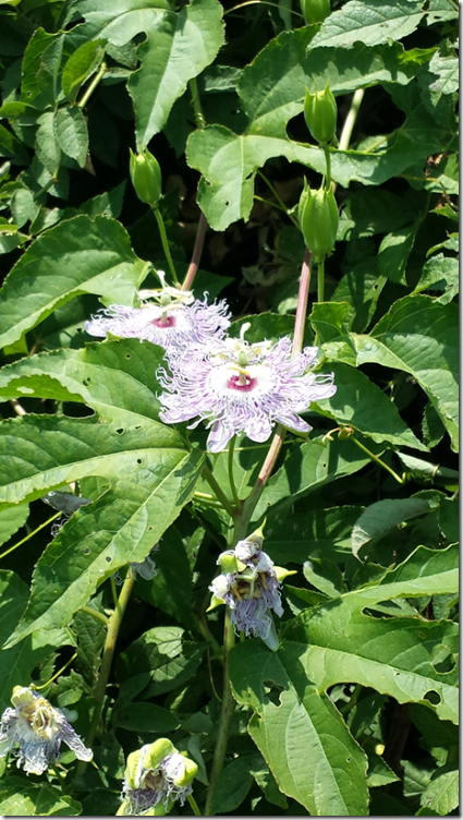 Passion Flower2