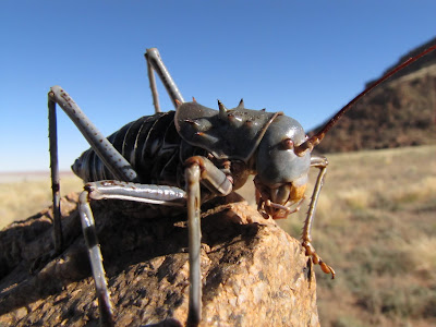 Especie Acanthoplus discoidalis