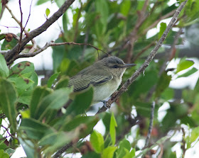 Black-whiskered Vireo - Dry Tortugas NP, Florida