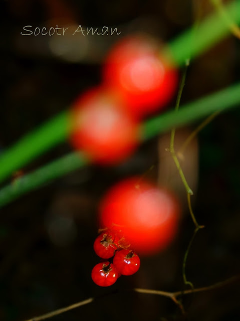 Solanum maximowiczii