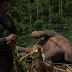 Terjerat Kawat Listrik, Gajah Liar Mati Mengenaskan