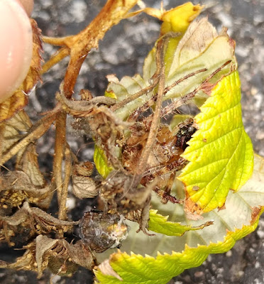 Araneus Diadematus- Cross Orb Weaver spider curled up in its leave shelter snacking on a fly