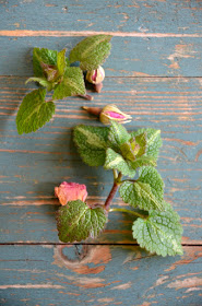 Kräuter und Rosenknospen auf blauem Holzhintergrund.