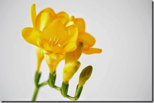Heart of Gold & Luxury Freesia7