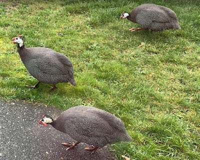 guinea hens