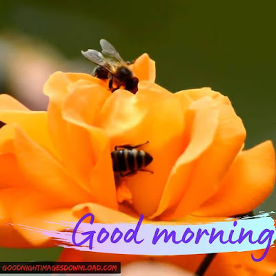 Good Morning Wishes with Flower Images