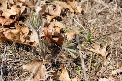 pasque flowers past prime