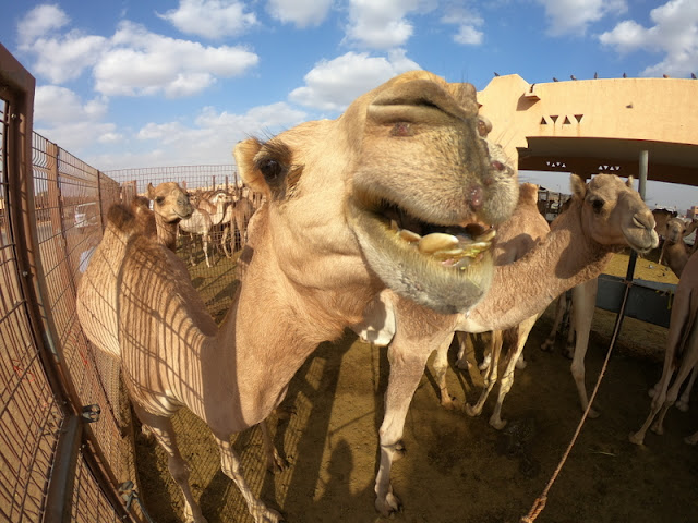 Mercado de Camelos Al Ain