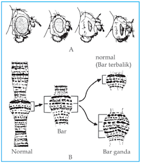 Mata Drosophilla melanogaster