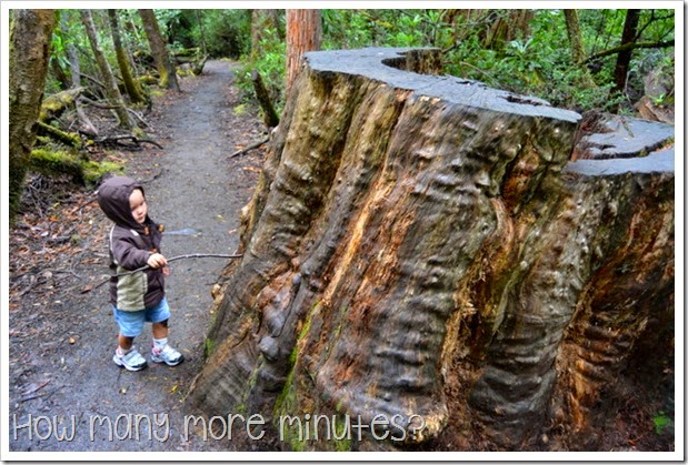 Tahune AirWalk ~ How Many More Minutes?