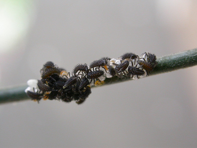 The Strange Life Cycle of the Ladybug | The Ark In Space