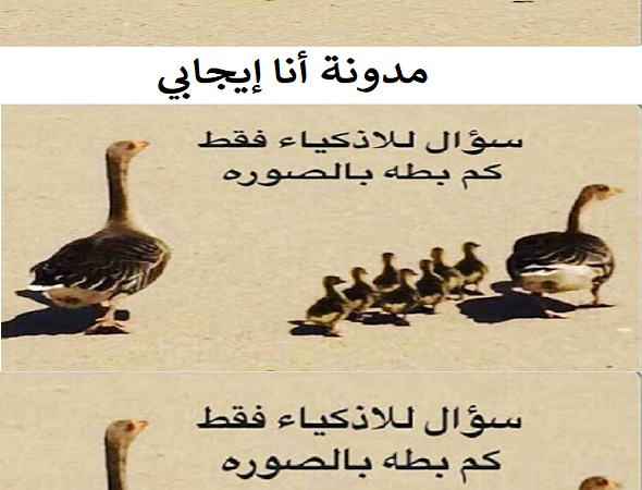 لغز كم بطة في الصورة؟