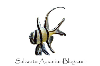 Saltwater aquarium blog logo