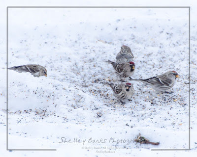 Small Flock of Female Common Redpolls. © Copyright, Shelley Banks, all rights reserved