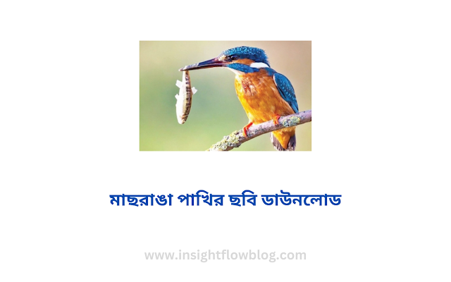 মাছরাঙা পাখির ছবি ডাউনলোড  -  মাছরাঙা পাখির পিকচার  - মাছরাঙা পাখির ছবি আঁকা - machranga pakhi poto- insightflowblog.com