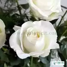 White Rose Flower Images - Flower Images - Flower Pic 2023 Images - Flower Pictures Download - Various Flower Images - fuller chobi - NeotericIT.com - Image no 14