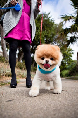 Meet Boo the Cutest Pomeranian Dog Seen On  www.coolpicturegallery.us