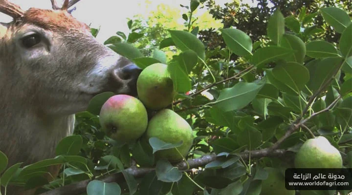 الغزلان تأكل أشجار الفاكهة - كيفية حماية أشجار الفاكهة من الغزلان - عالم الزراعة