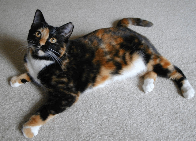 The Amazing Calico Cat - Cat Breeds in photographs