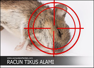 Pengendalian Tikus dengan racun tikus alami (Pestisida Nabati)