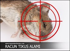 Pengendalian Tikus dengan racun tikus alami (Pestisida Nabati)