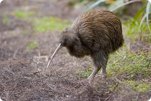 kiwi_australe1