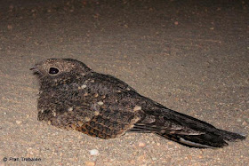 nightjar birds