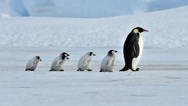 Penguins