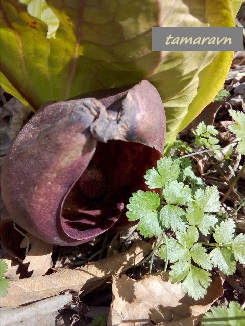 Связноплодник почколистный (Symplocarpus renifolius)