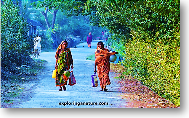 Village view at Sundarban National Park