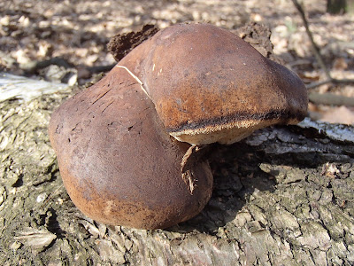 Piptoporus betulinus porek brzozowy