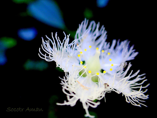 Parnassia foliosa