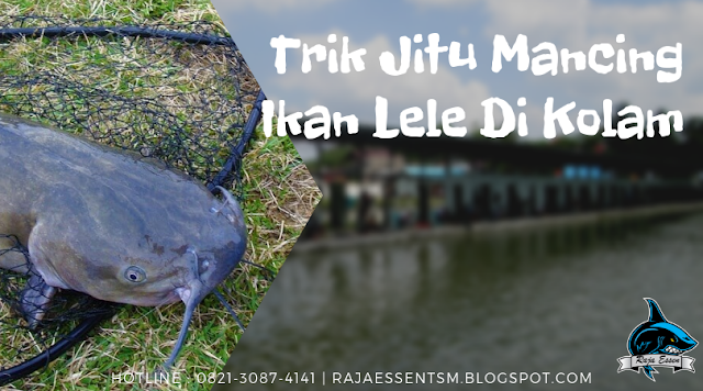 https://rajaessentsm.blogspot.com/2019/01/trik-jitu-mancing-ikan-lele-di-kolam.html