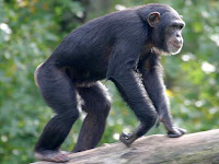 Chimpanzee Animal Pictures