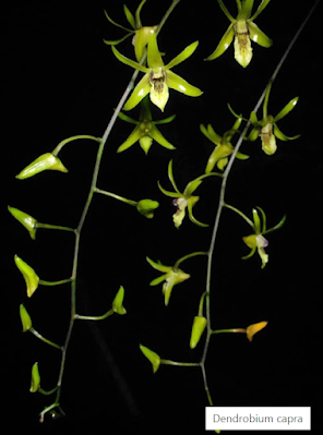Anggrek Dendrobium Capra