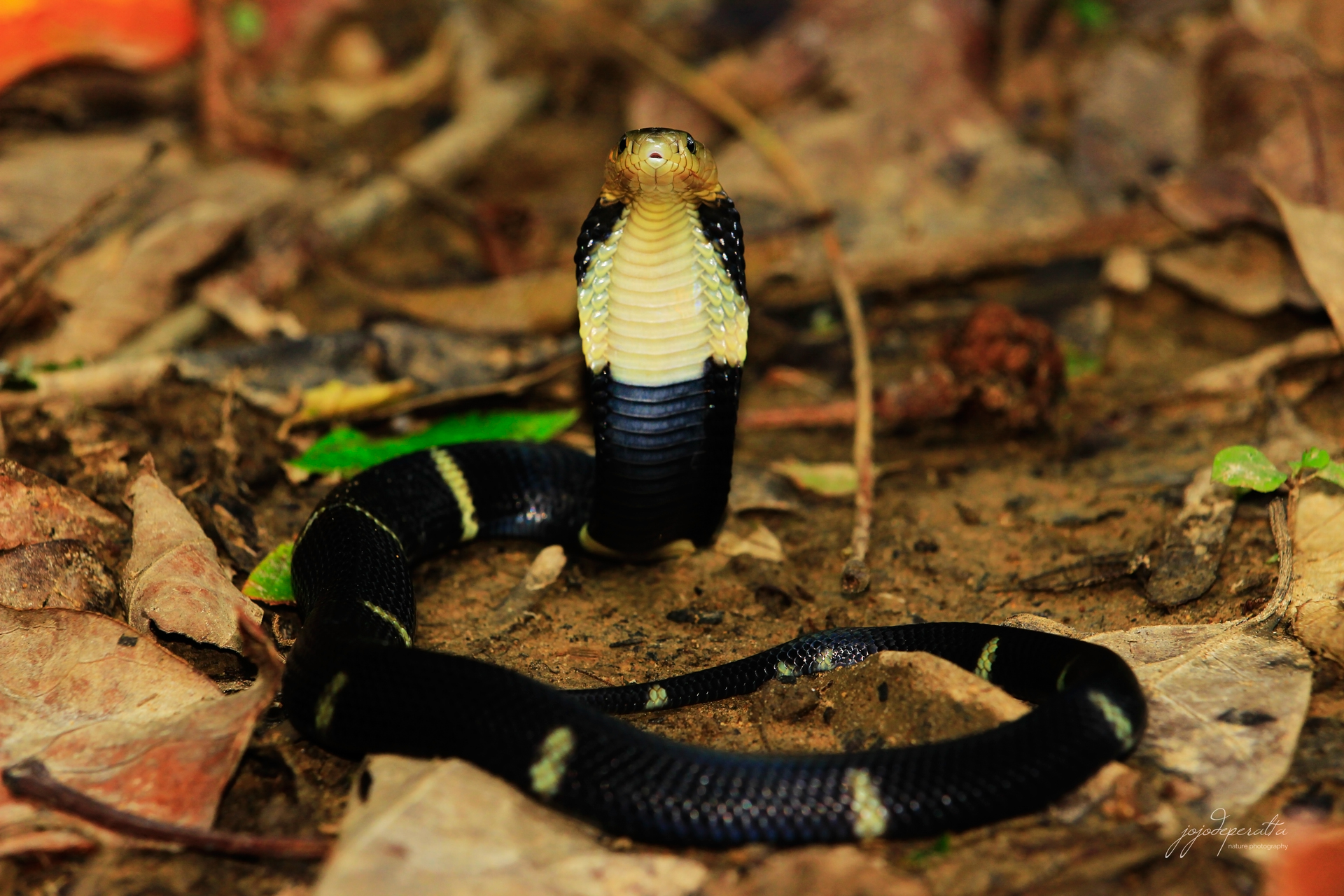 Palawan Spitting Cobra Naja sumatrana miolepis photo by Jojo De Peralta