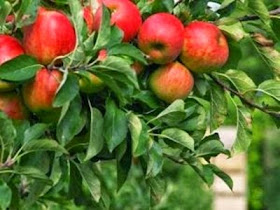 Manfaat buah apel Untuk kesehatan