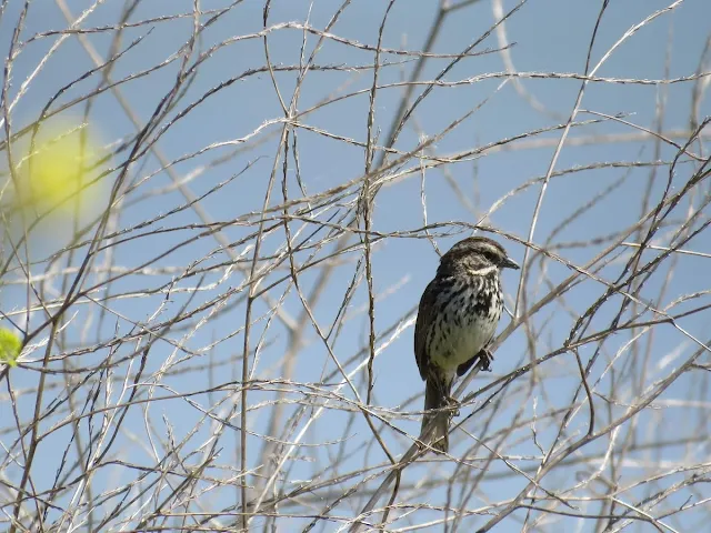 Song sparrow in Alviso Marina County Park