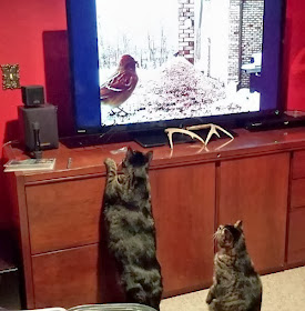 Funny cats - part 82 (40 pics + 10 gifs), cat photo, two cats watch bird on tv
