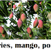 కుంకుడు, మామిడి, దానిమ్మ వంటి చెట్లను గృహాల్లో ఎందుకు పెంచకూడదు | Why not grow trees like Soapberries, mango, pomegranate in homes