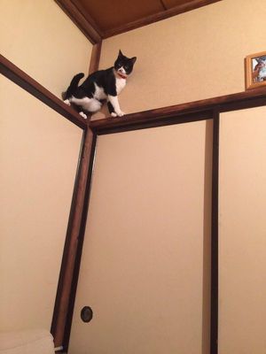 猫の驚くべき身体能力 垂直な壁を忍者走りでのぼる N ミライノシテン