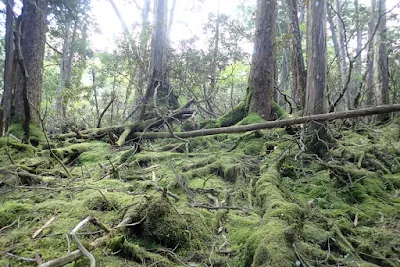 苔むした山