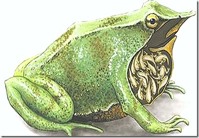 amphibia-prental-care