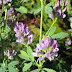 Lucerne flowers pictures.