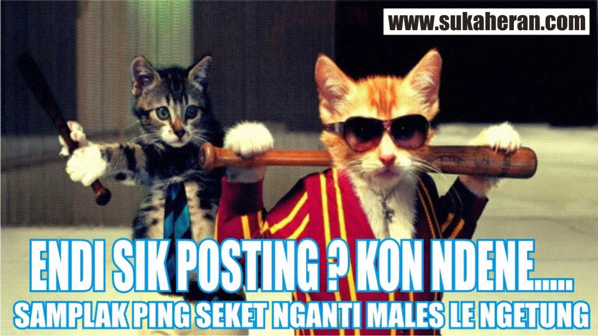 Gambar Meme Kucing Numpang Lewat Keren Dan Kocak Update Status