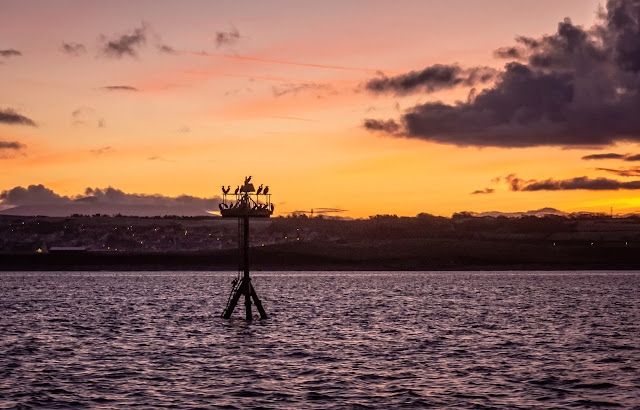 Photo of cormorants on a navigation mark in the Solway Firth