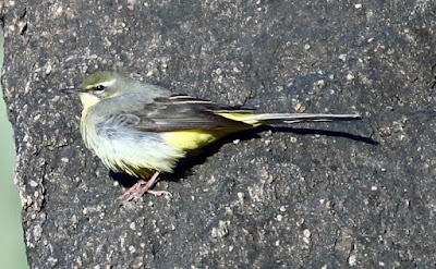 Gray Wagtail